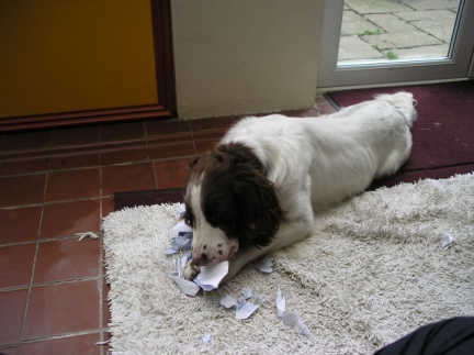 I wish they would feed me